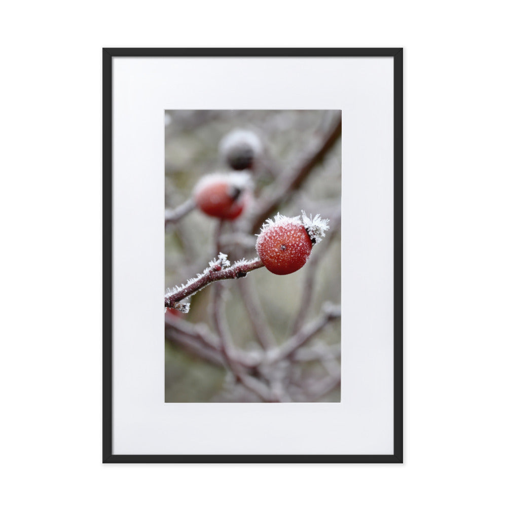Poster mit Passepartout - Winterbeeren II Schwarz / 50×70 cm artlia