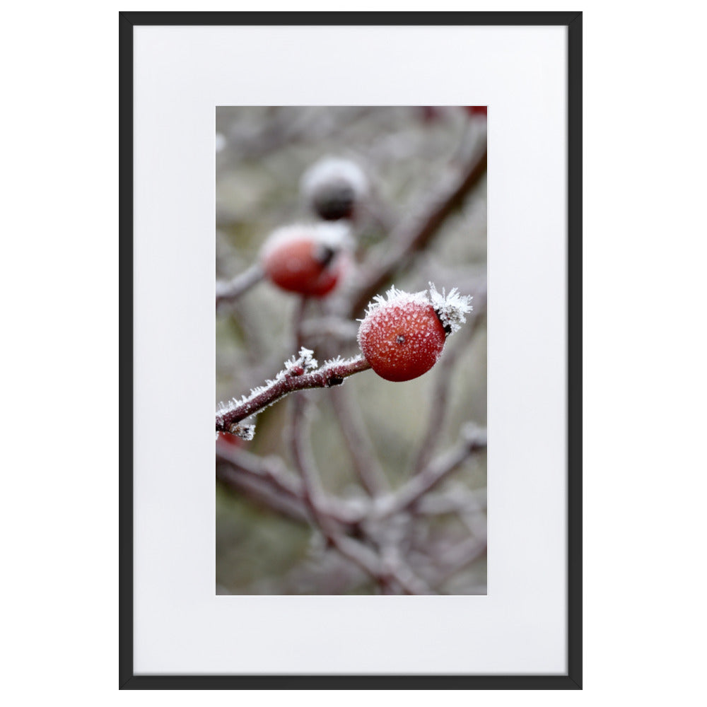 Poster mit Passepartout - Winterbeeren II Schwarz / 61×91 cm artlia