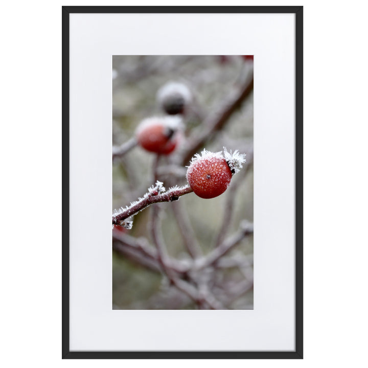 Poster mit Passepartout - Winterbeeren II Schwarz / 61×91 cm artlia