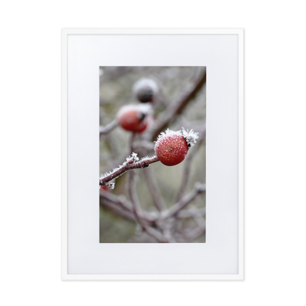 Poster mit Passepartout - Winterbeeren II Weiß / 50×70 cm artlia