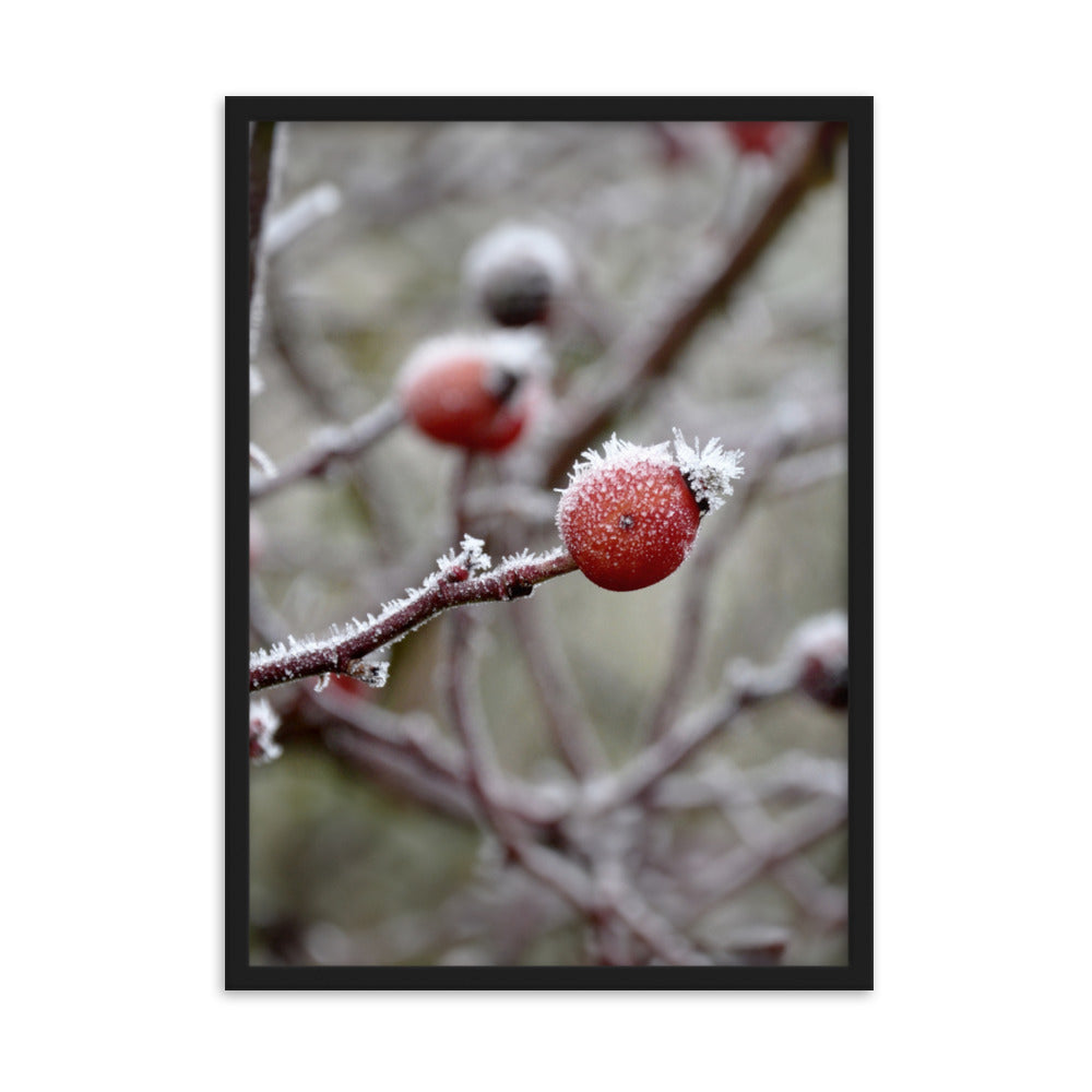 Poster - Winterbeeren II Schwarz / 50×70 cm artlia