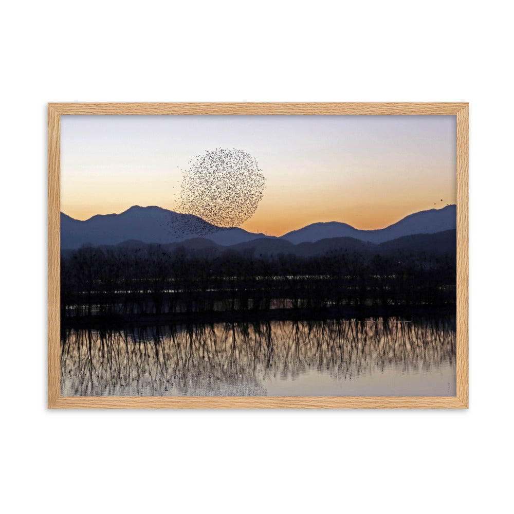 Sonnenuntergang im Junam-Wasserreservoir - Poster im Rahmen Oak / 50×70 cm artlia