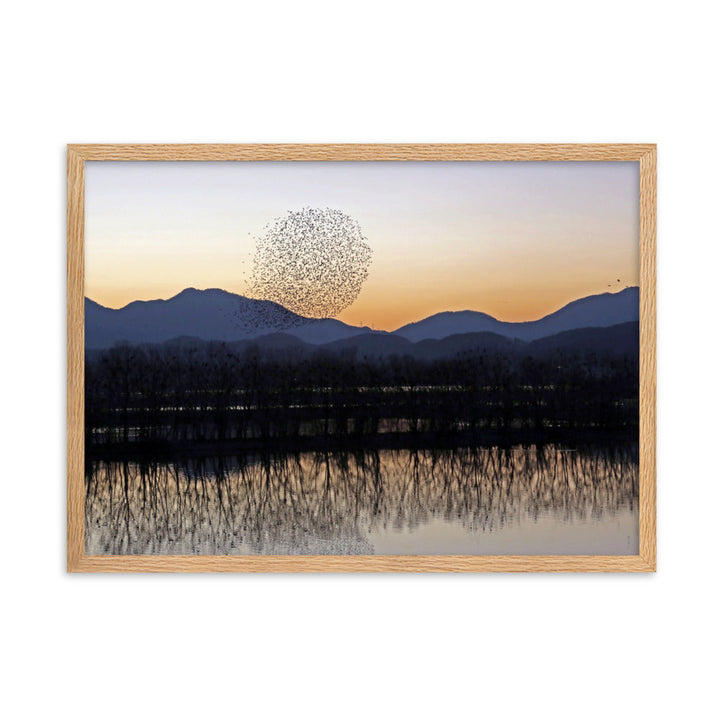 Sonnenuntergang im Junam-Wasserreservoir - Poster im Rahmen Oak / 50×70 cm artlia