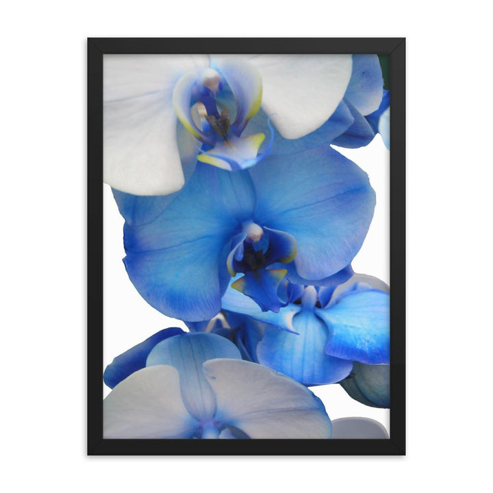 Blue Orchid - Poster im Rahmen schwarz / 30x41 cm artlia