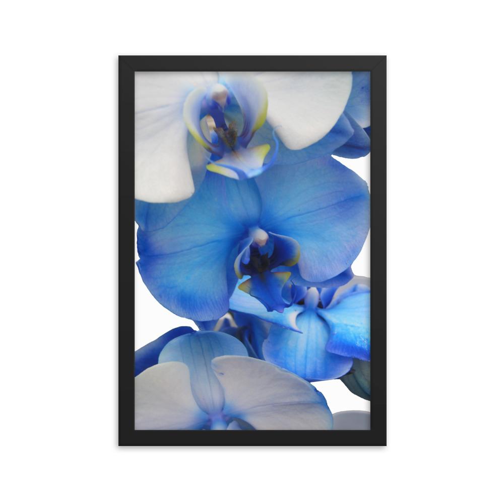 Blue Orchid - Poster im Rahmen schwarz / 30x45 cm artlia