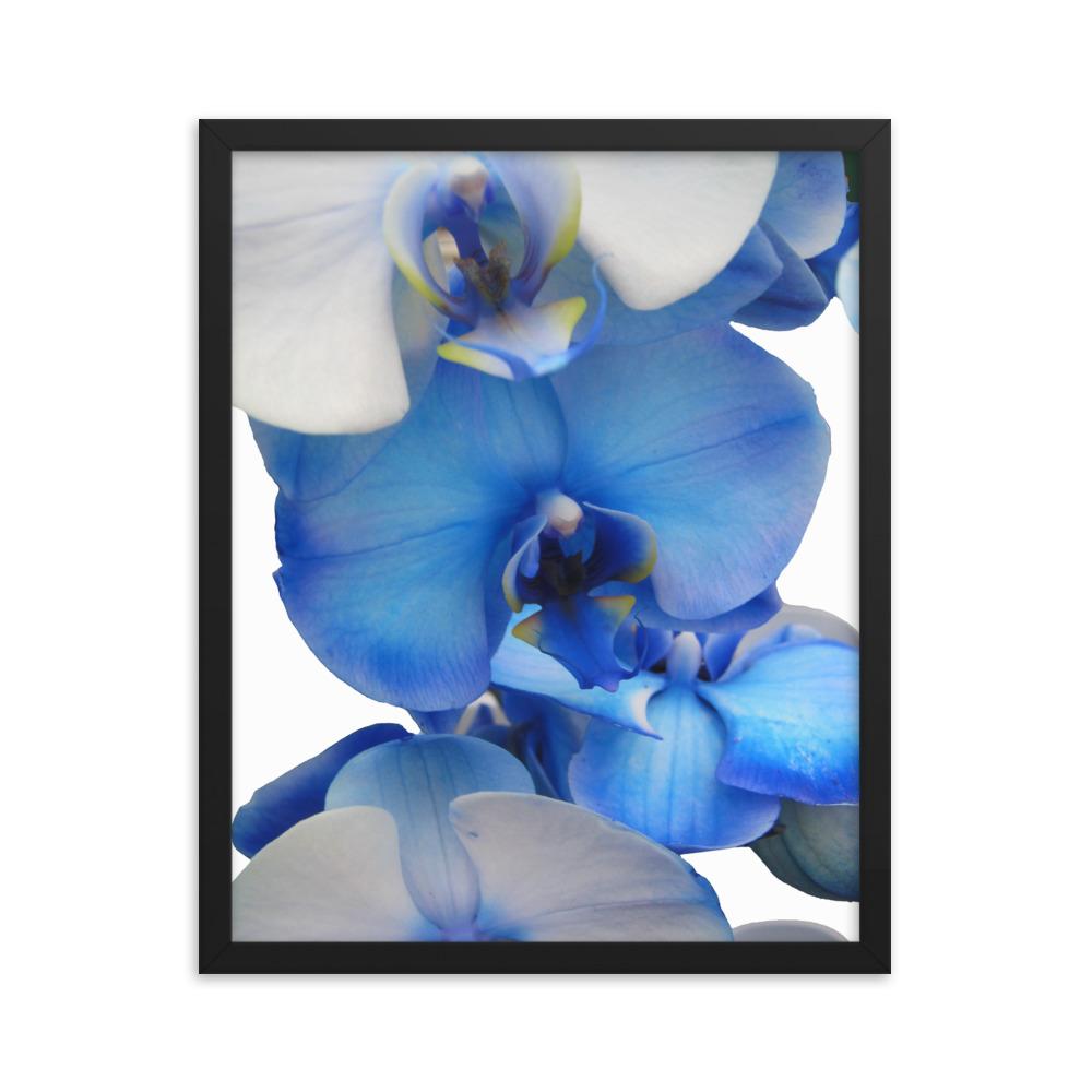 Blue Orchid - Poster im Rahmen schwarz / 41x51 cm artlia