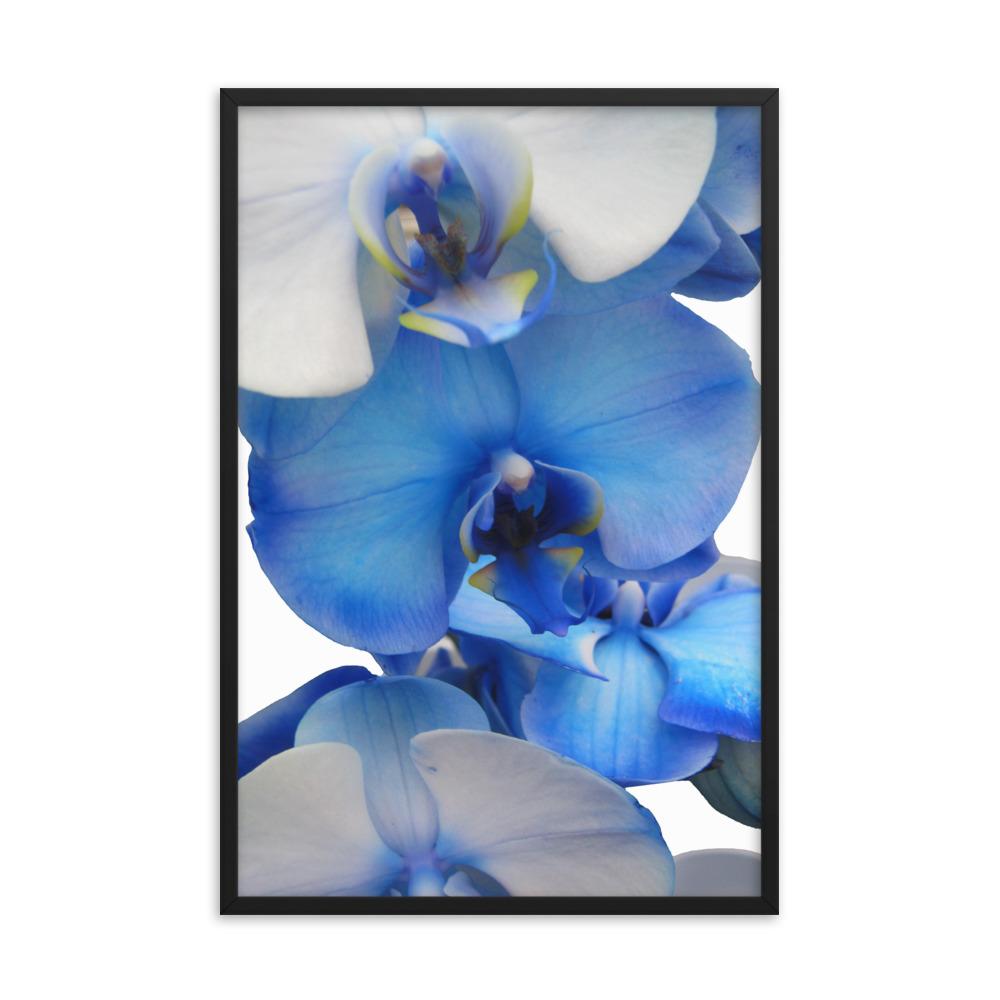 Blue Orchid - Poster im Rahmen schwarz / 61x91 cm artlia