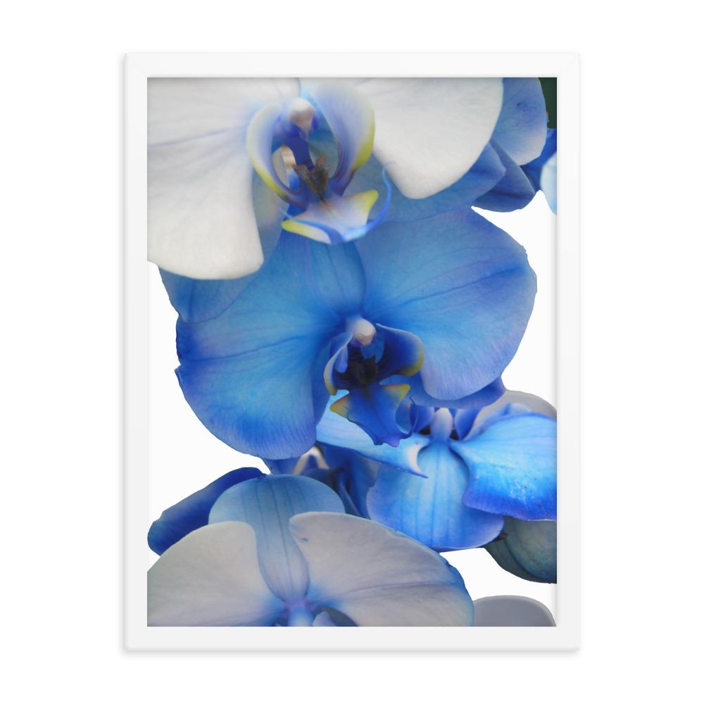 Blue Orchid - Poster im Rahmen weiß / 30x41 cm artlia