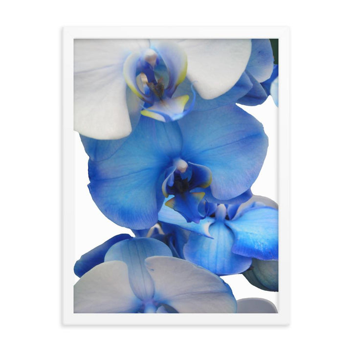 Blue Orchid - Poster im Rahmen weiß / 30x41 cm artlia