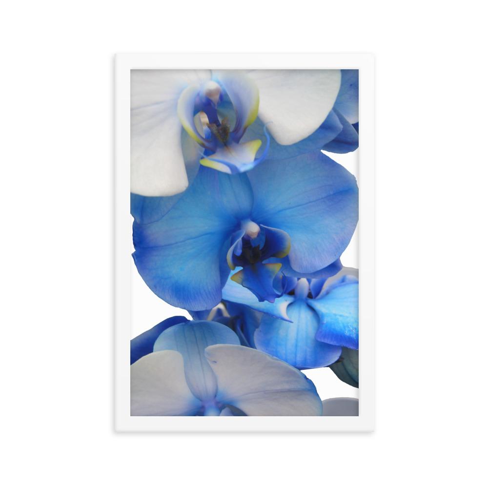 Blue Orchid - Poster im Rahmen weiß / 30x45 cm artlia