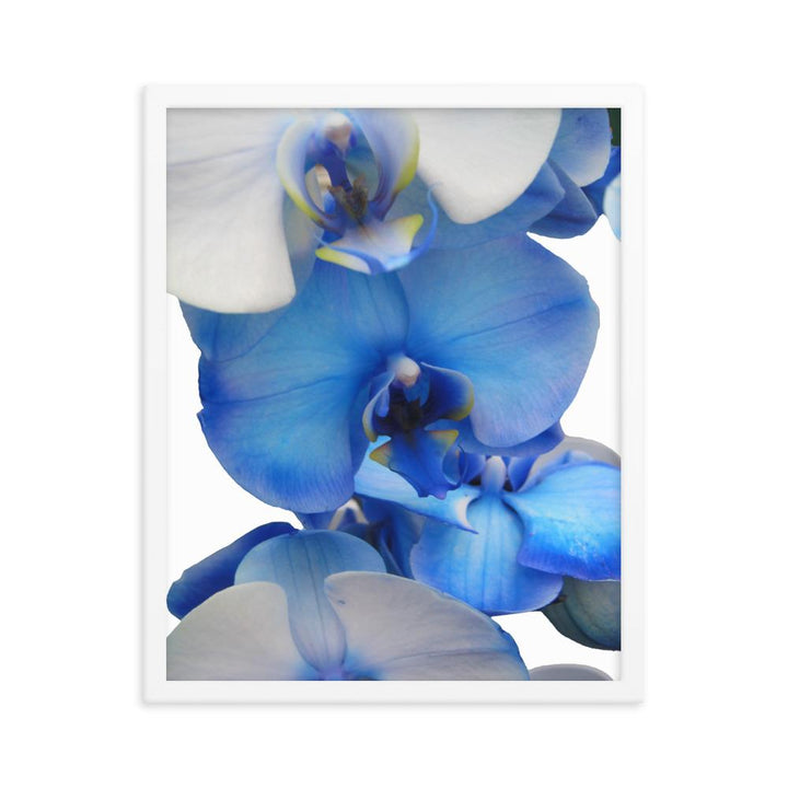 Blue Orchid - Poster im Rahmen weiß / 41x51 cm artlia