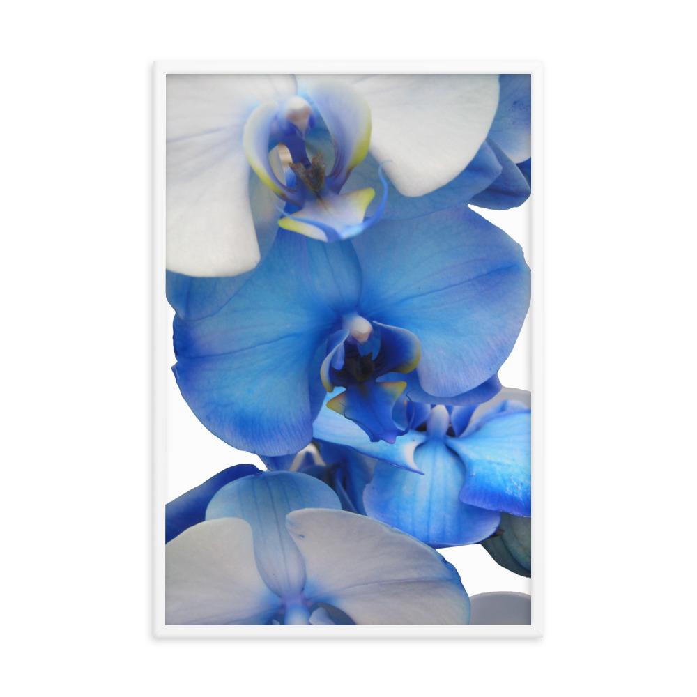 Blue Orchid - Poster im Rahmen weiß / 61x91 cm artlia