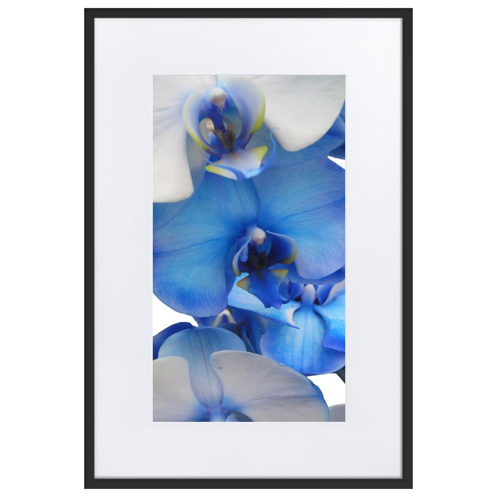 Blue Orchid - Poster im Rahmen mit Passepartout artlia