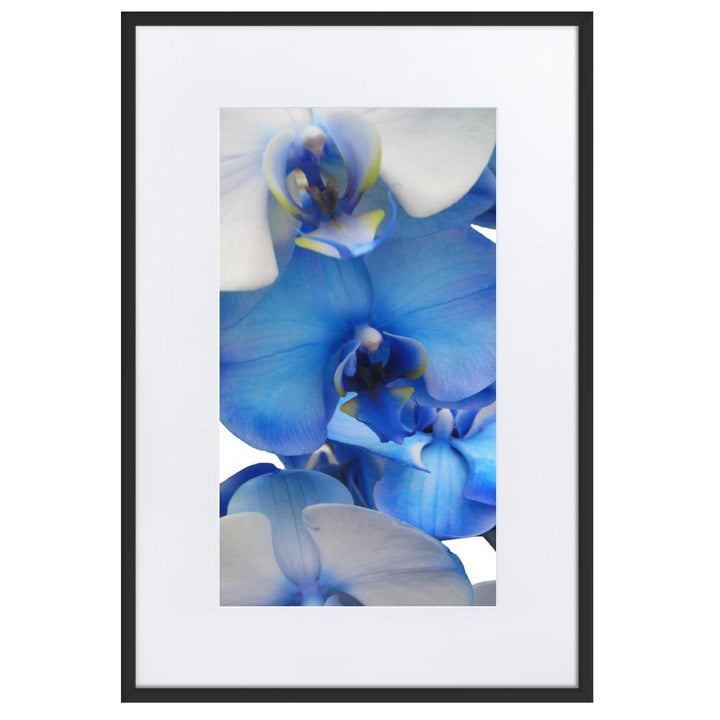 Blue Orchid - Poster im Rahmen mit Passepartout artlia