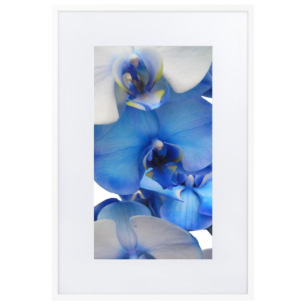 Blue Orchid - Poster im Rahmen mit Passepartout artlia