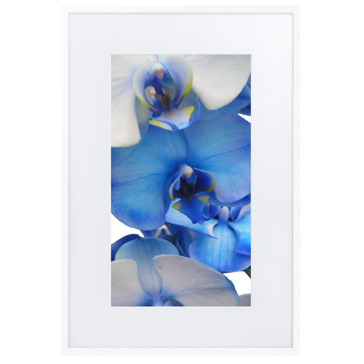 Blue Orchid - Poster im Rahmen mit Passepartout artlia