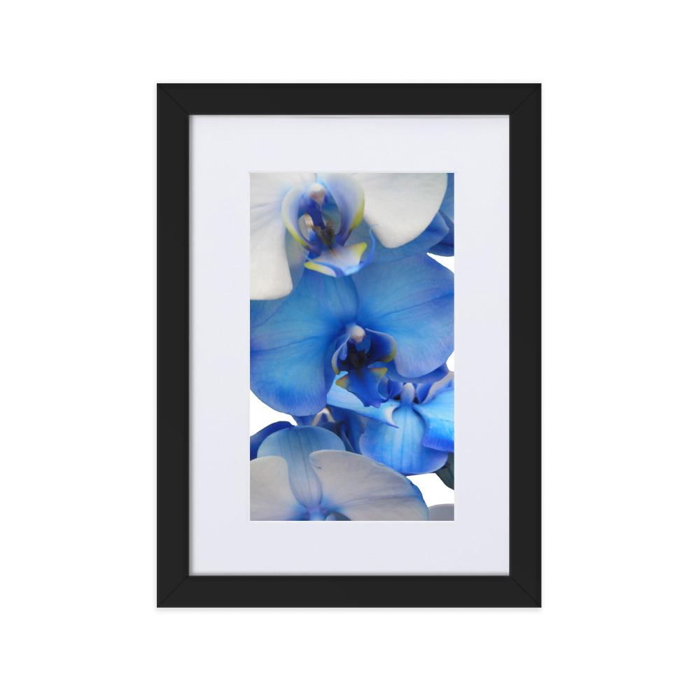 Blue Orchid - Poster im Rahmen mit Passepartout schwarz / 21×30 cm artlia