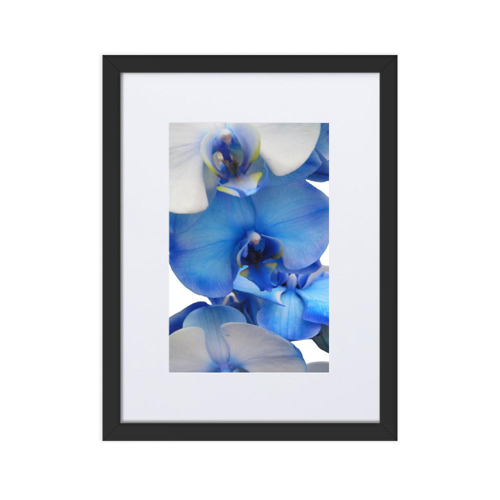 Blue Orchid - Poster im Rahmen mit Passepartout schwarz / 30×40 cm artlia