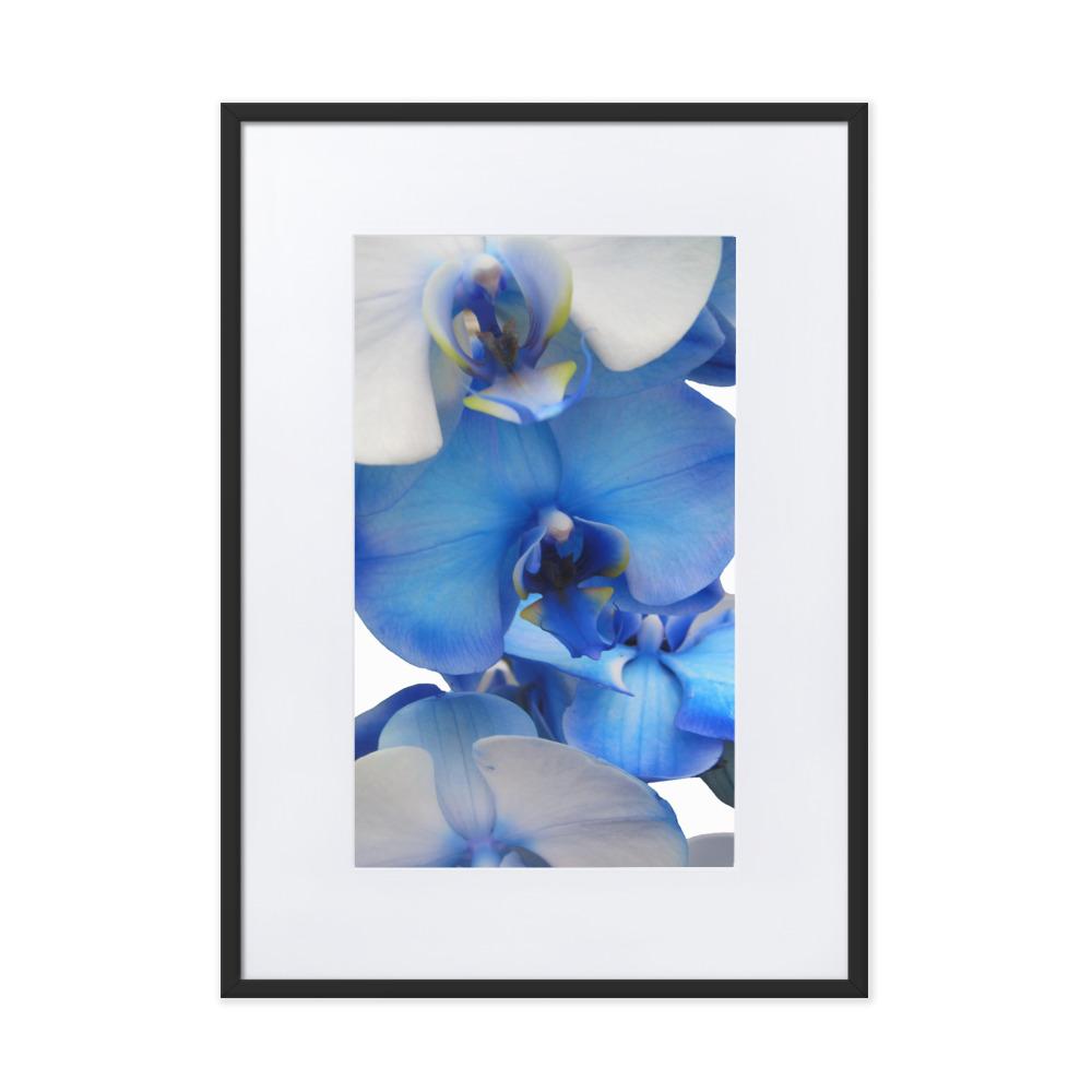 Blue Orchid - Poster im Rahmen mit Passepartout schwarz / 50×70 cm artlia
