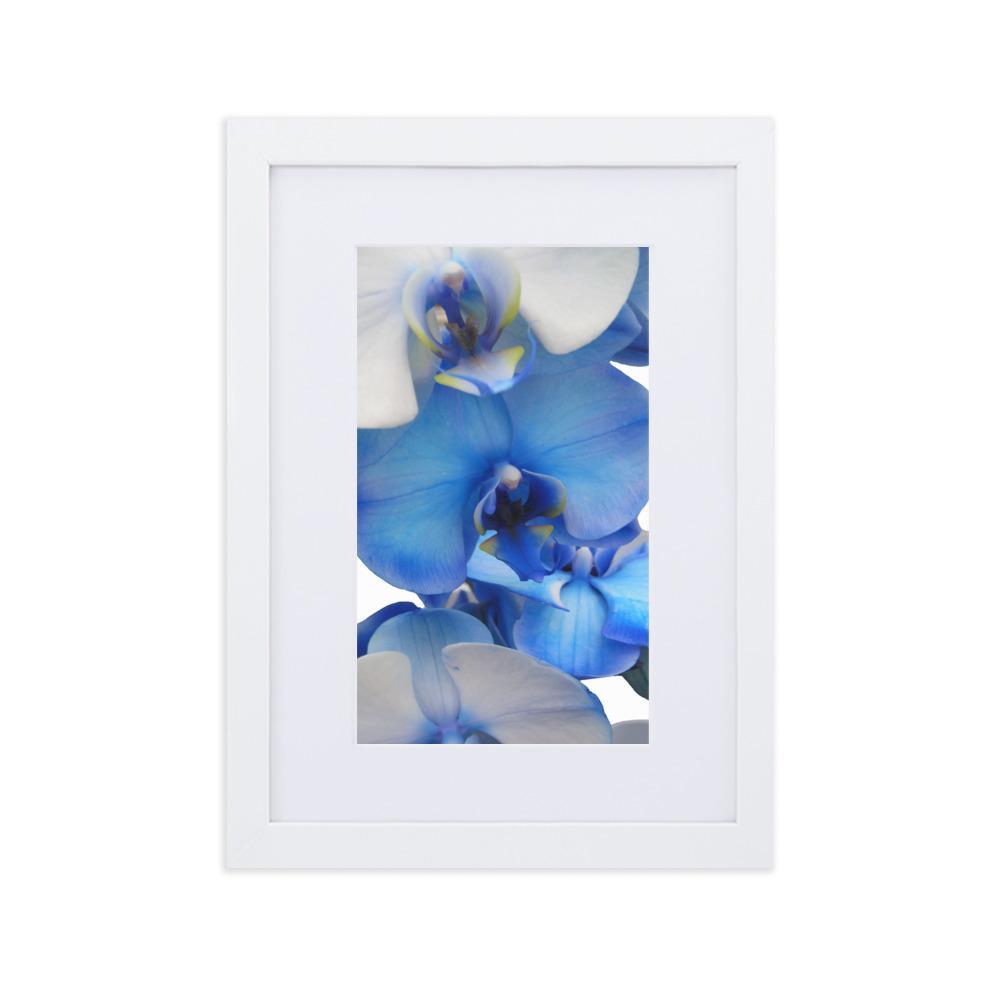 Blue Orchid - Poster im Rahmen mit Passepartout weiß / 21×30 cm artlia