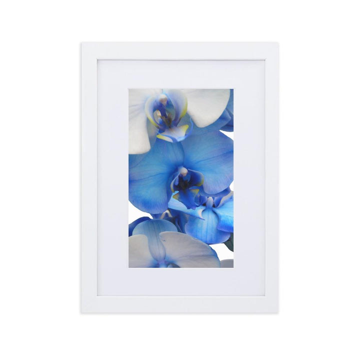Blue Orchid - Poster im Rahmen mit Passepartout weiß / 21×30 cm artlia