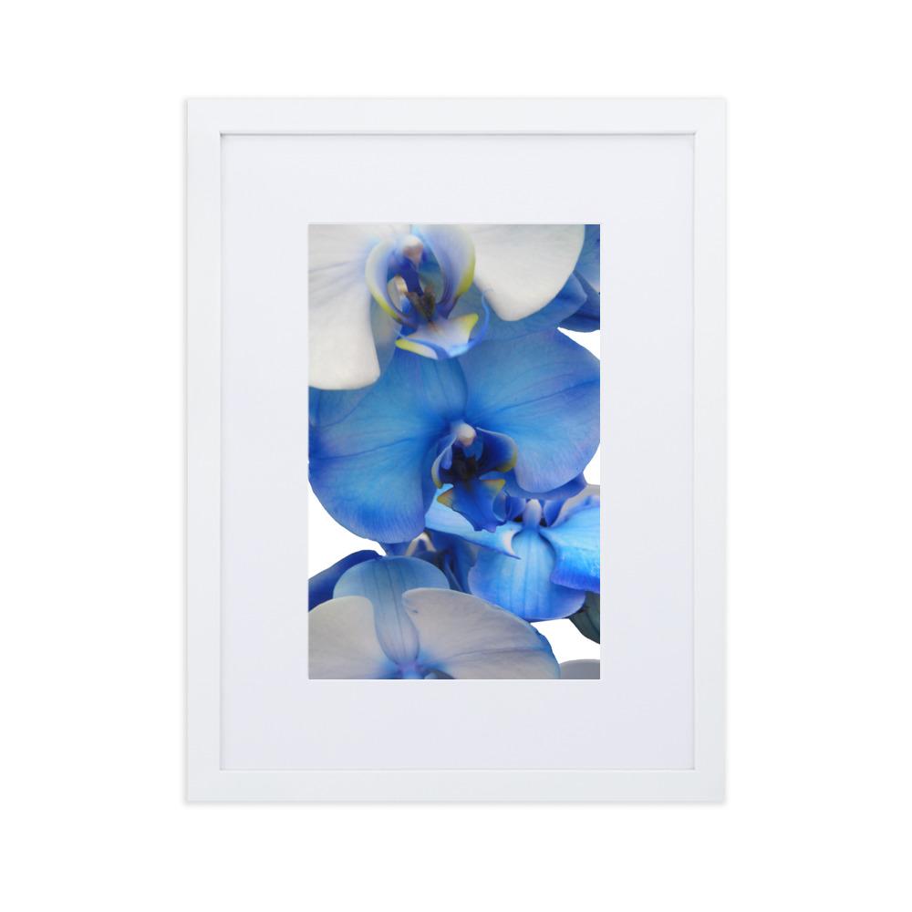 Blue Orchid - Poster im Rahmen mit Passepartout weiß / 30×40 cm artlia