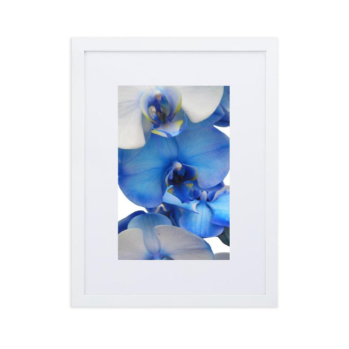 Blue Orchid - Poster im Rahmen mit Passepartout weiß / 30×40 cm artlia