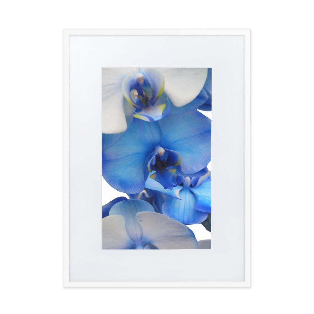 Blue Orchid - Poster im Rahmen mit Passepartout weiß / 50×70 cm artlia