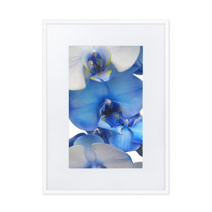 Blue Orchid - Poster im Rahmen mit Passepartout weiß / 50×70 cm artlia