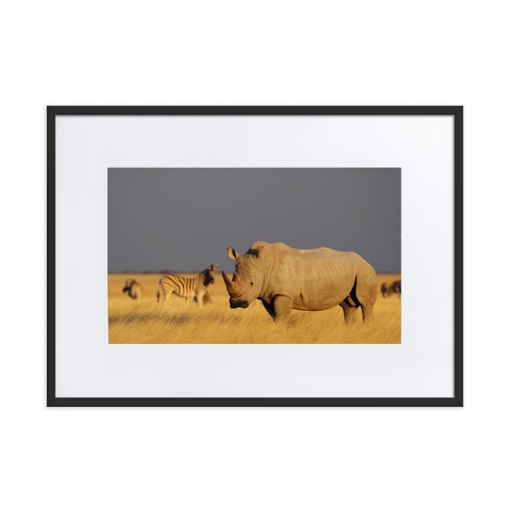 Das Nashorn - Poster im Rahmen mit Passepartout schwarz / 50×70 cm artlia