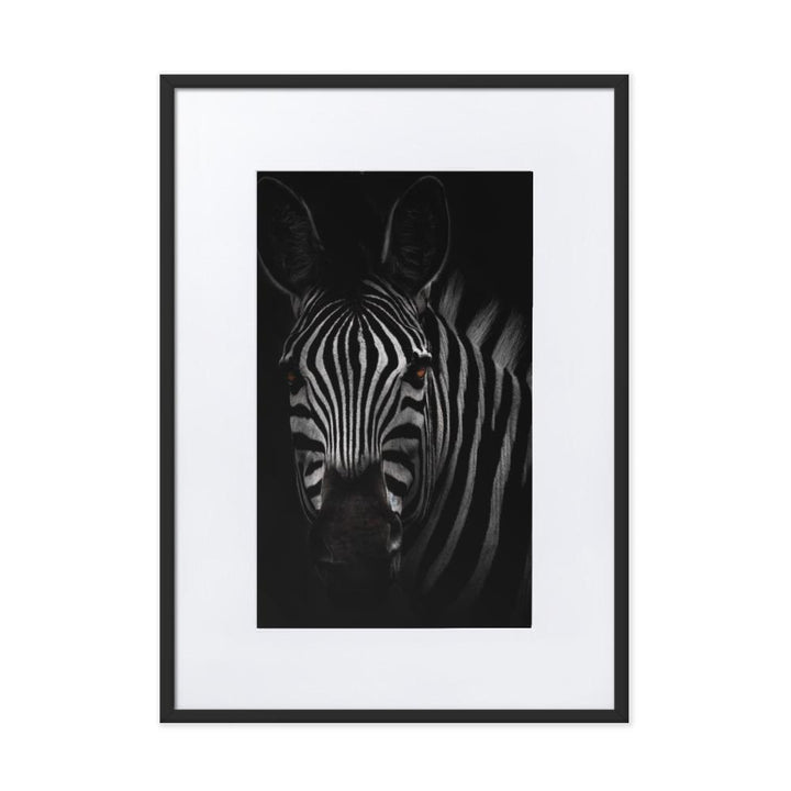 das Starren des Zebras - Poster im Rahmen mit Passepartout schwarz / 50×70 cm artlia