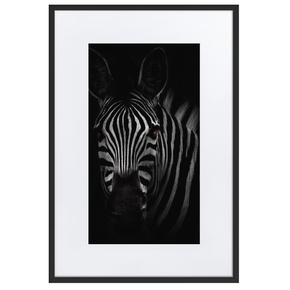 das Starren des Zebras - Poster im Rahmen mit Passepartout schwarz / 61×91 cm artlia