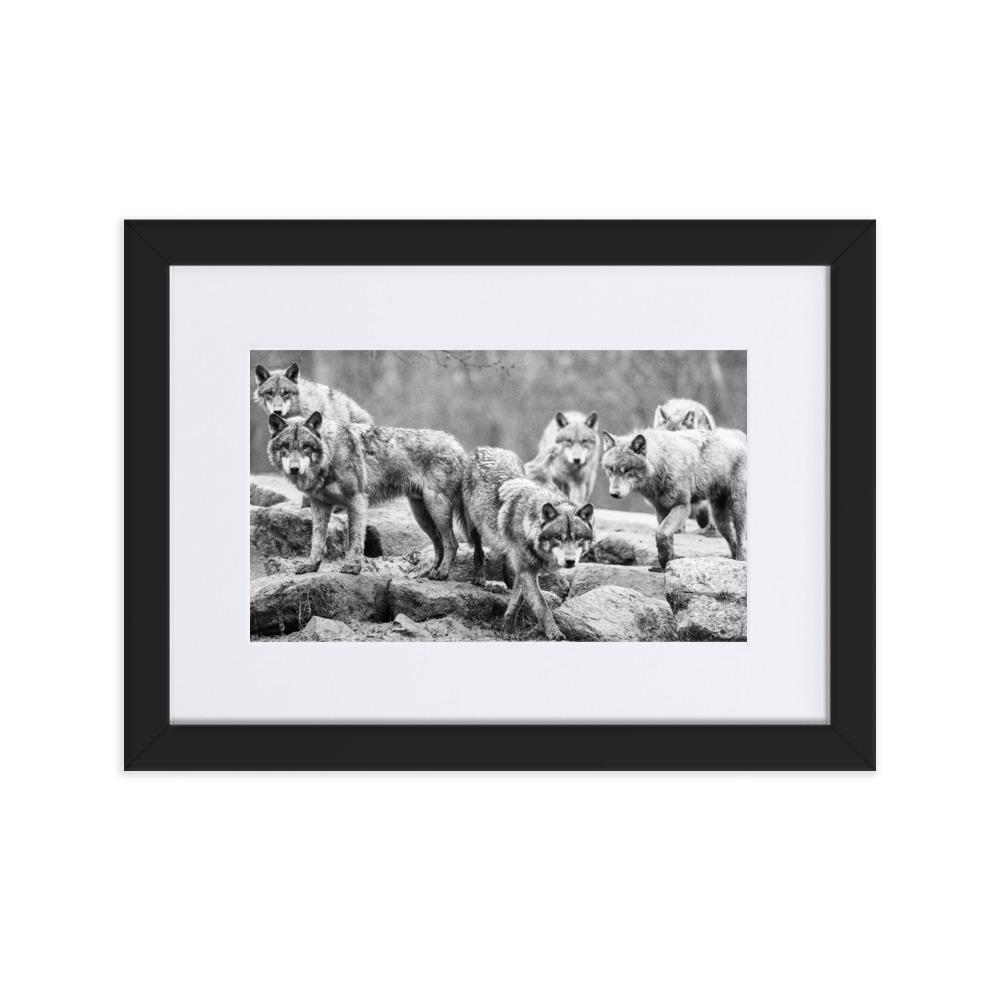 Der Anführer des Rudels - Poster im Rahmen mit Passepartout schwarz / 21×30 cm artlia