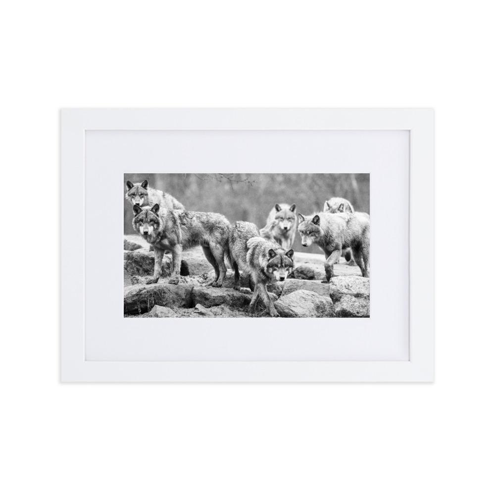 Der Anführer des Rudels - Poster im Rahmen mit Passepartout weiß / 21×30 cm artlia