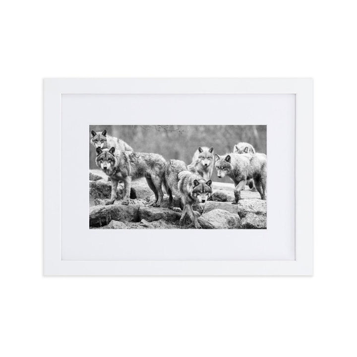 Der Anführer des Rudels - Poster im Rahmen mit Passepartout weiß / 21×30 cm artlia