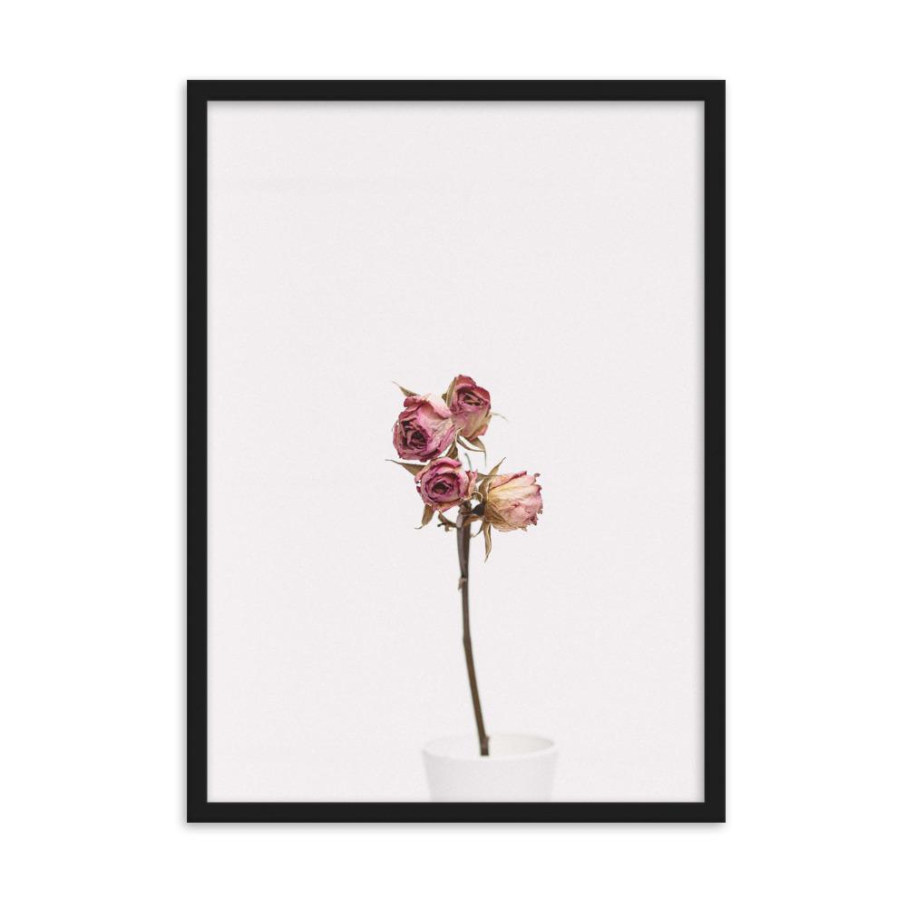 Trockenrosen - Poster im Rahmen Schwarz / 50×70 cm artlia