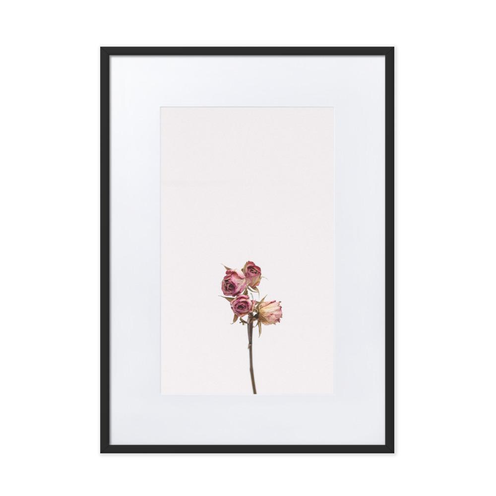 Trockenrosen - Poster im Rahmen mit Passepartout Schwarz / 50×70 cm artlia
