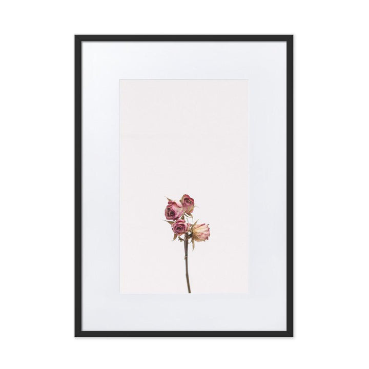 Trockenrosen - Poster im Rahmen mit Passepartout Schwarz / 50×70 cm artlia