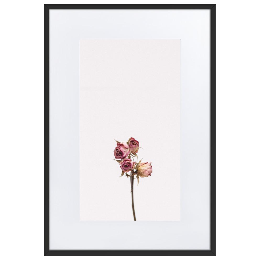 Trockenrosen - Poster im Rahmen mit Passepartout Schwarz / 61×91 cm artlia