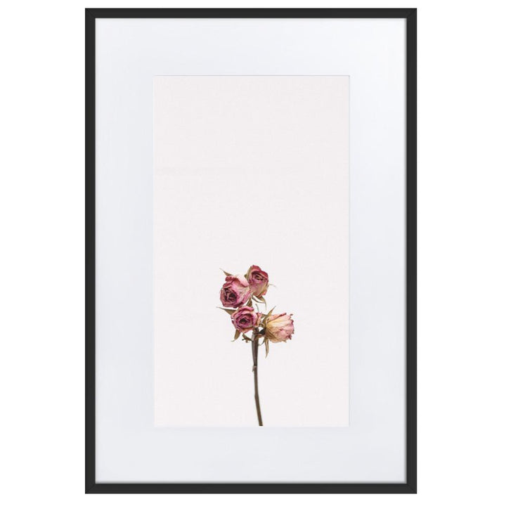 Trockenrosen - Poster im Rahmen mit Passepartout Schwarz / 61×91 cm artlia