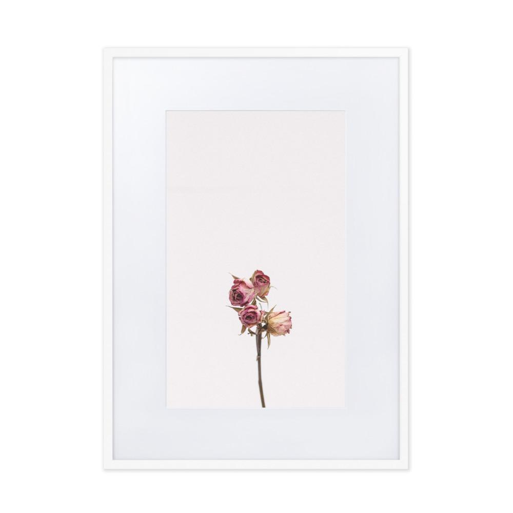 Trockenrosen - Poster im Rahmen mit Passepartout Weiß / 50×70 cm artlia