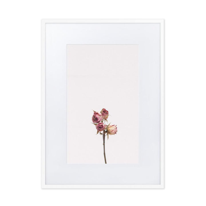 Trockenrosen - Poster im Rahmen mit Passepartout Weiß / 50×70 cm artlia