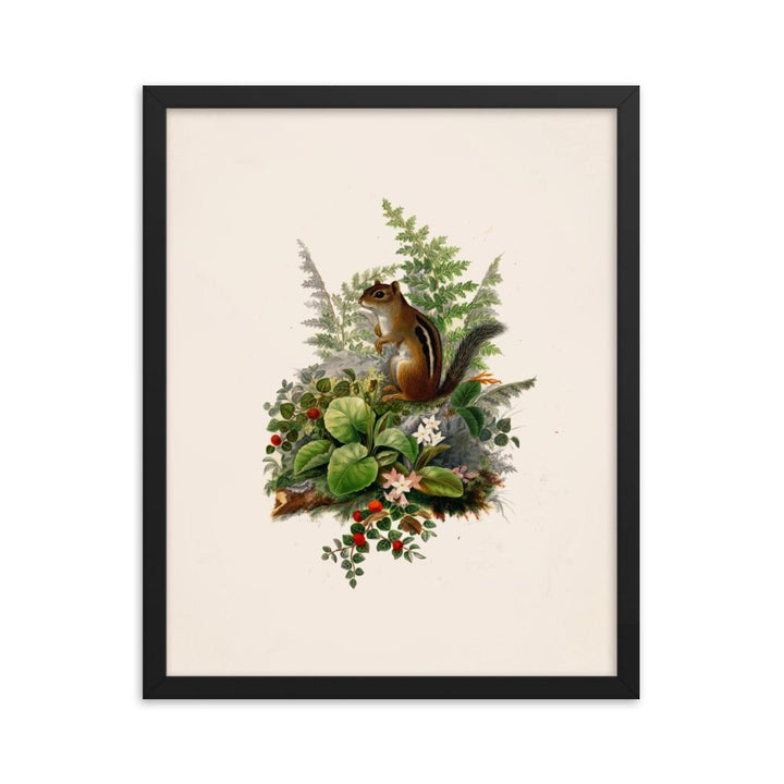 Eichhörnchen - Poster im Rahmen schwarz / 41x51 cm artlia