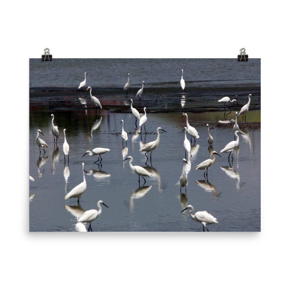 Ein Schwarm Seidenreiher - Poster 20x25 cm artlia