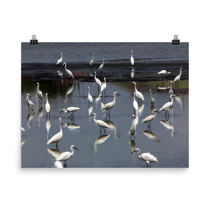 Ein Schwarm Seidenreiher - Poster 20x25 cm artlia