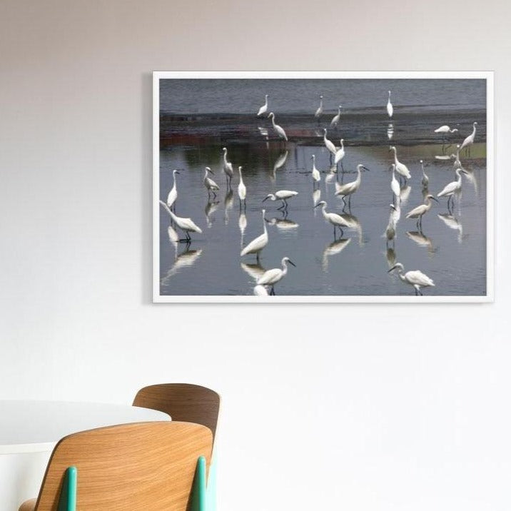 Ein Schwarm Seidenreiher - Poster artlia