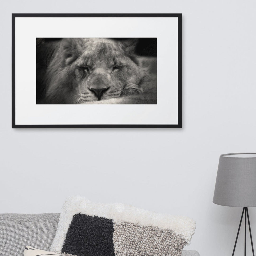 Entspannter Löwin - Poster im Rahmen mit Passepartout artlia