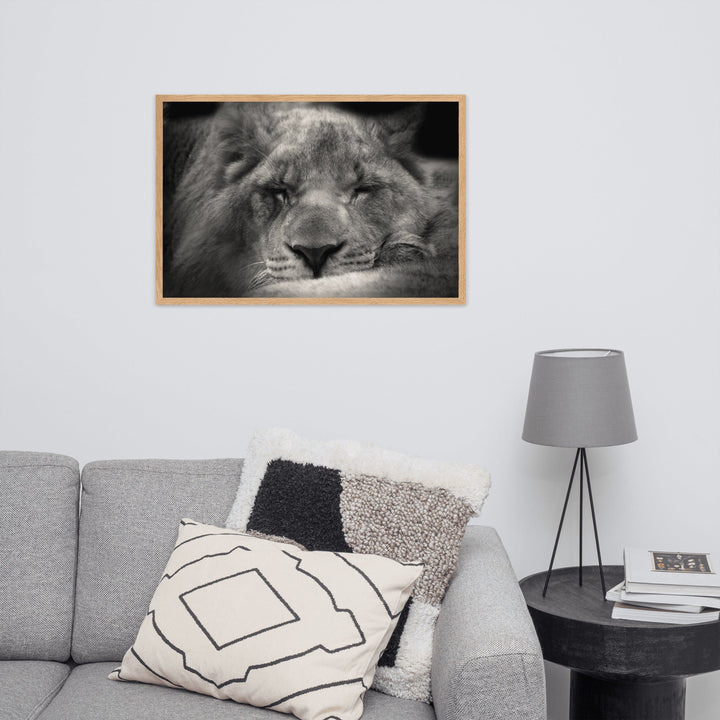 Entspannter Löwin - Poster im Rahmen artlia