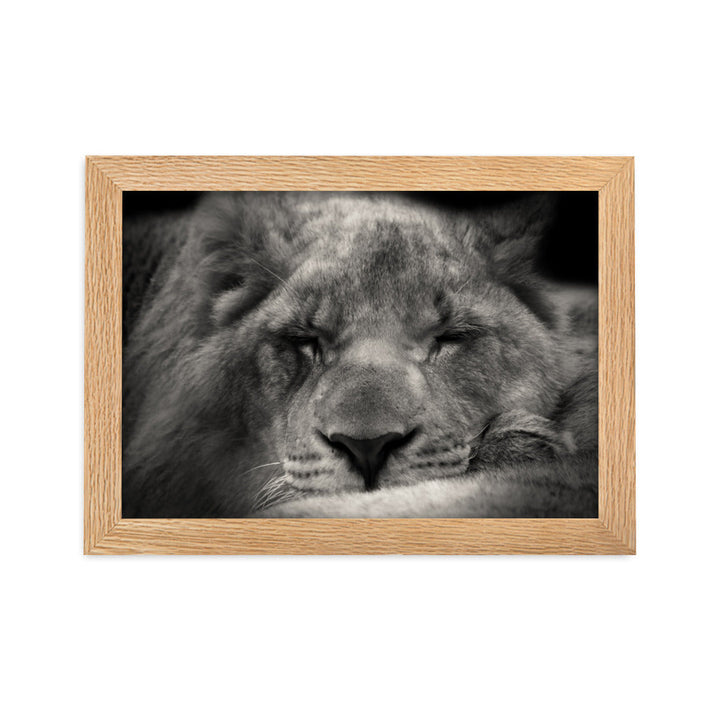 Entspannter Löwin - Poster im Rahmen Oak / 21×30 cm artlia