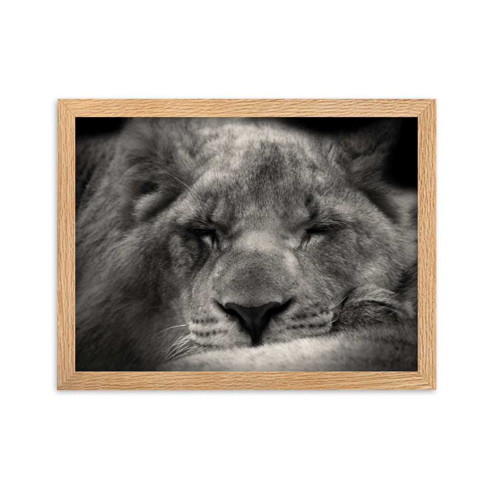 Entspannter Löwin - Poster im Rahmen Oak / 30×40 cm artlia